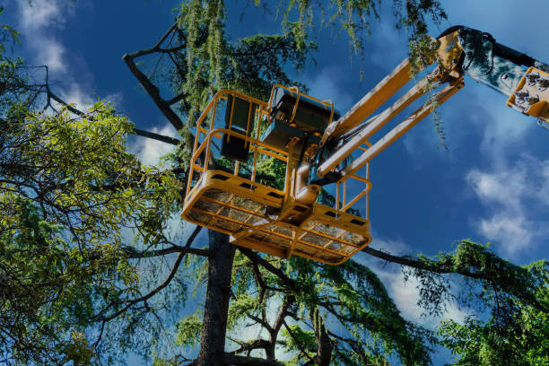 How Our Tree Care Process Works  in  Delevan, NY